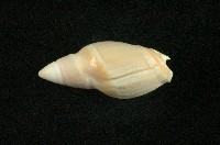 藏品(乳彈頭榧螺)的圖片